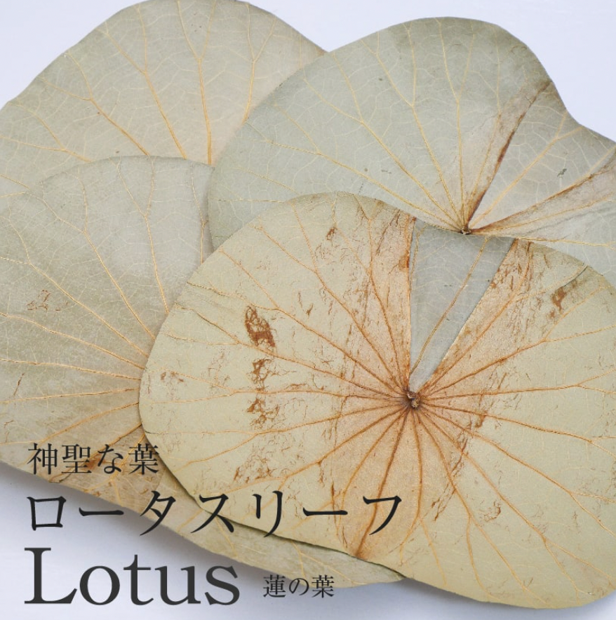 ボタニーペインティング通信講座 SF ボタニーペインティング通信講座 SF