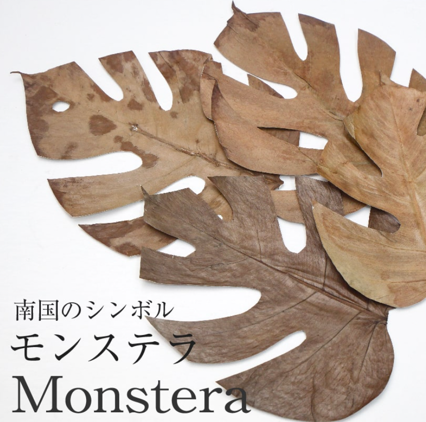 ボタニーペインティング通信講座 SF ボタニーペインティング通信講座 SF