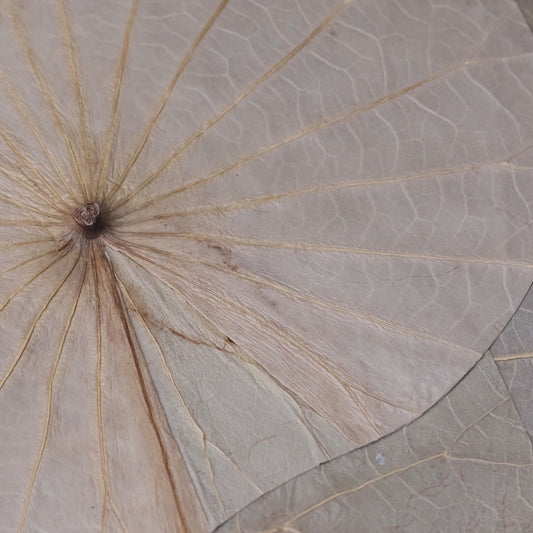 セルフリセット　家　趣味　ボタニーペインティング